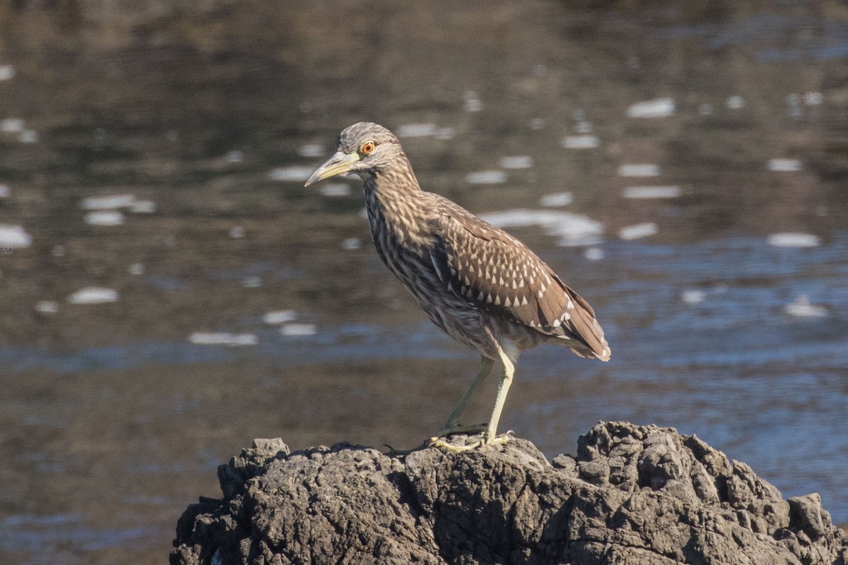 Black-crowned Night Heron - ML70297941