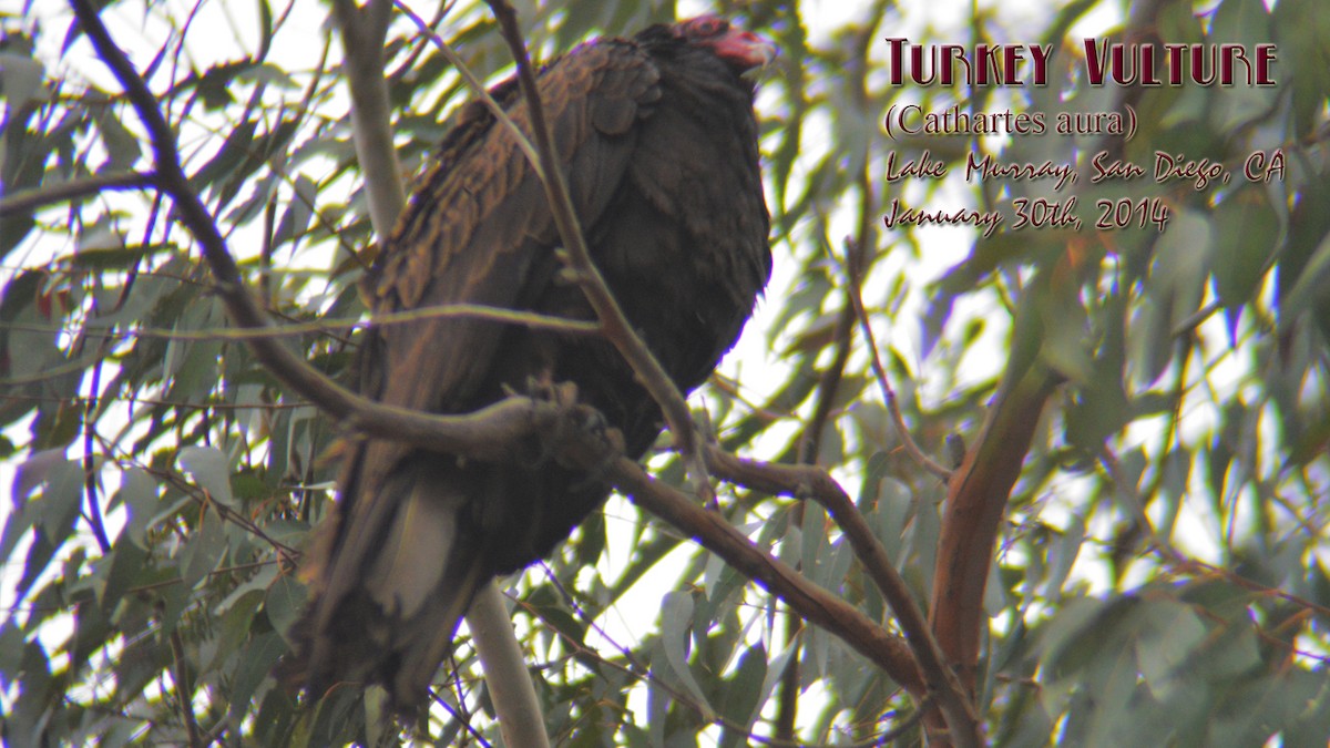 Turkey Vulture - ML70299561