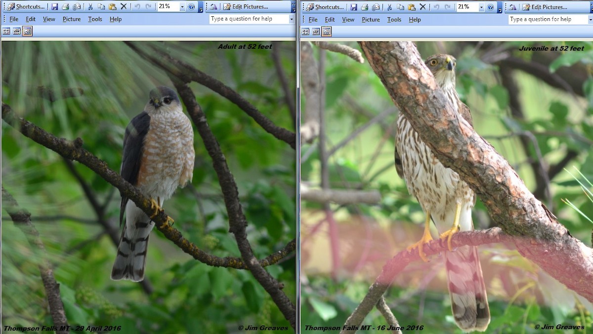 Cooper's Hawk - Jim Greaves