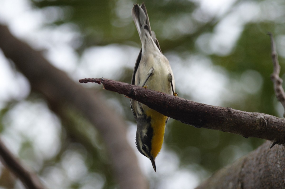 Yellow-throated Warbler - ML70301321