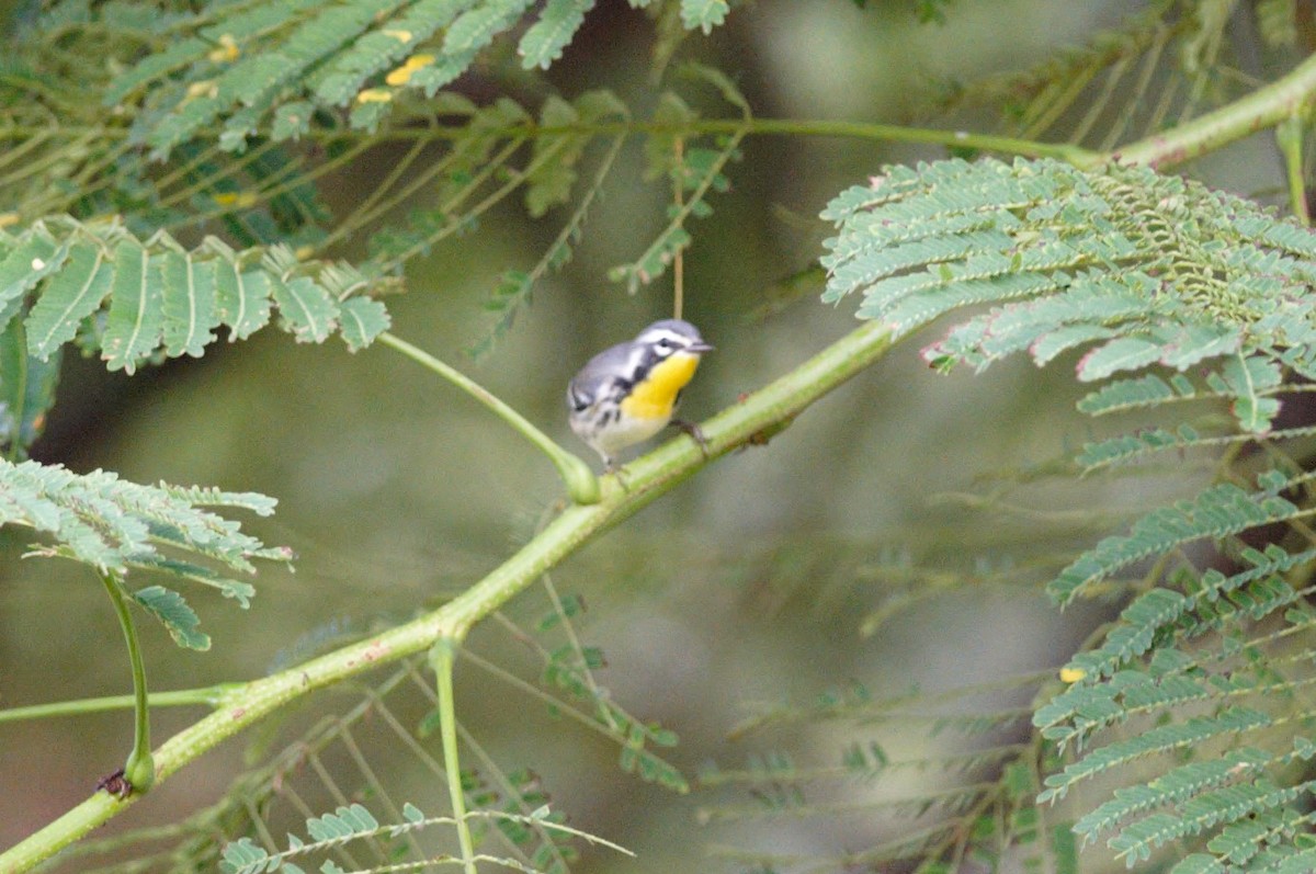 Paruline à gorge jaune - ML70301351