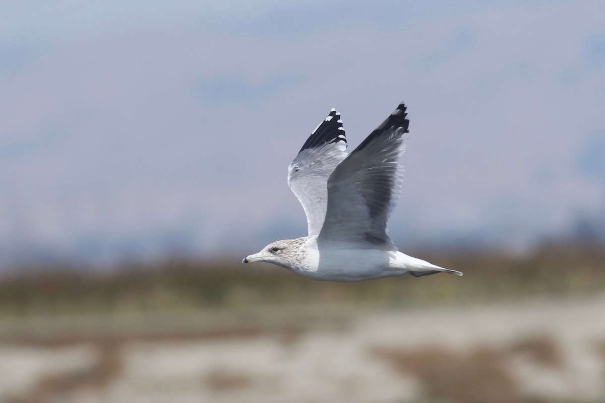 California Gull - ML70302651