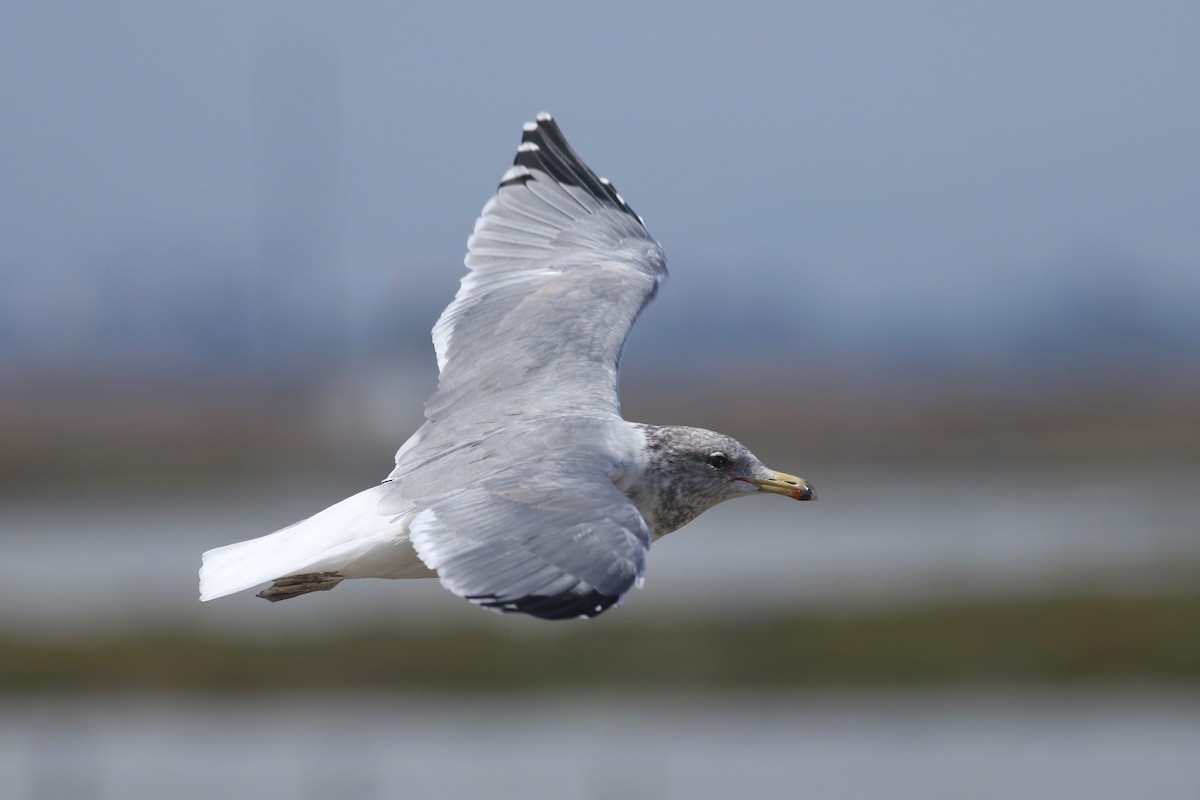 California Gull - ML70302661