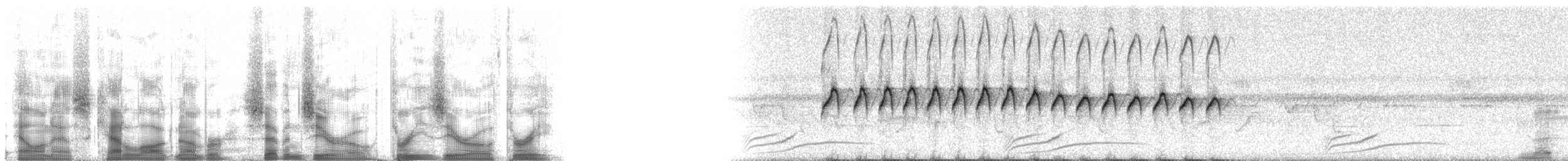 カオジロブユムシクイ（plumbiceps／anteocularis） - ML70303