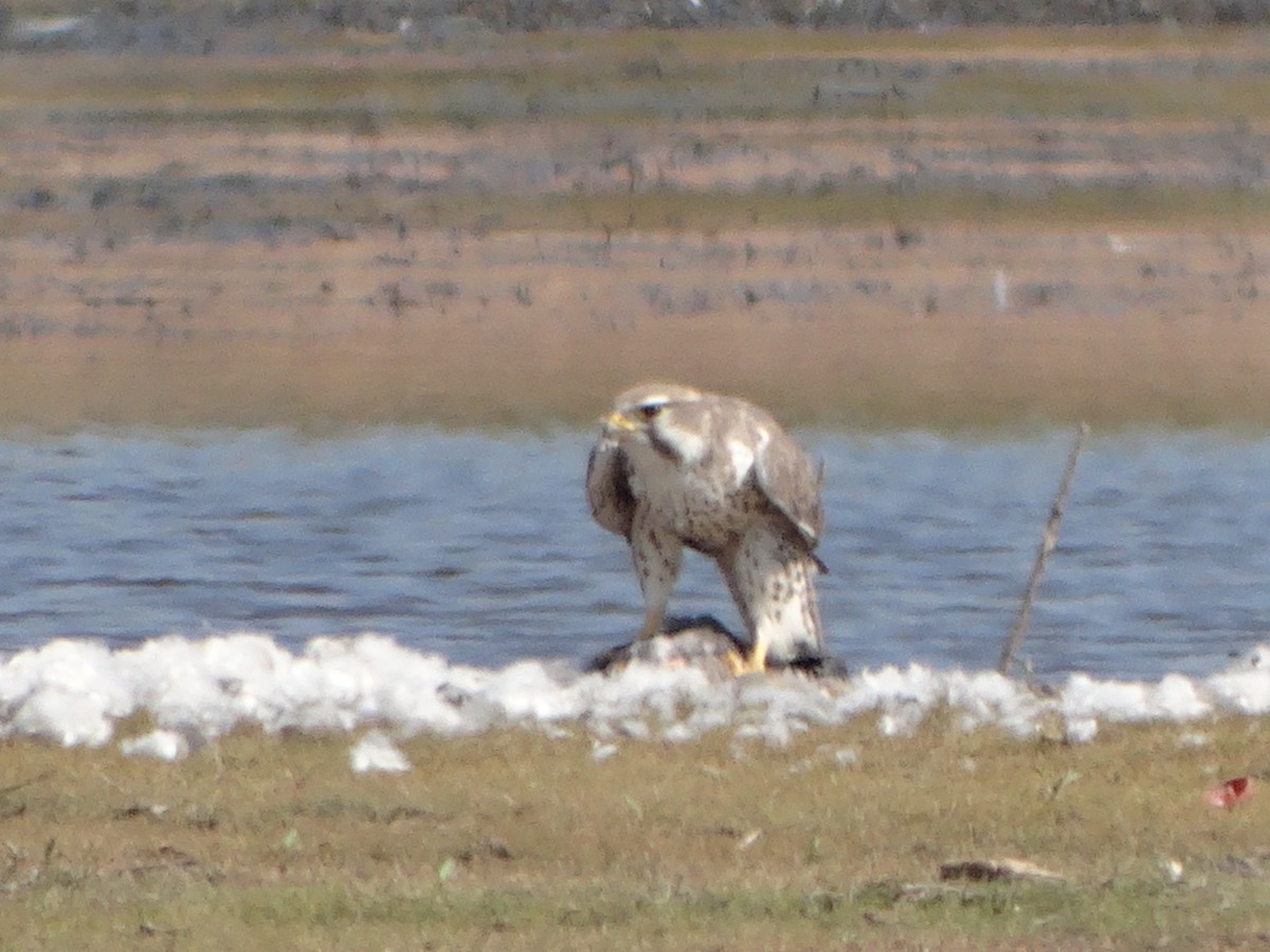 Prairie Falcon - ML70303301