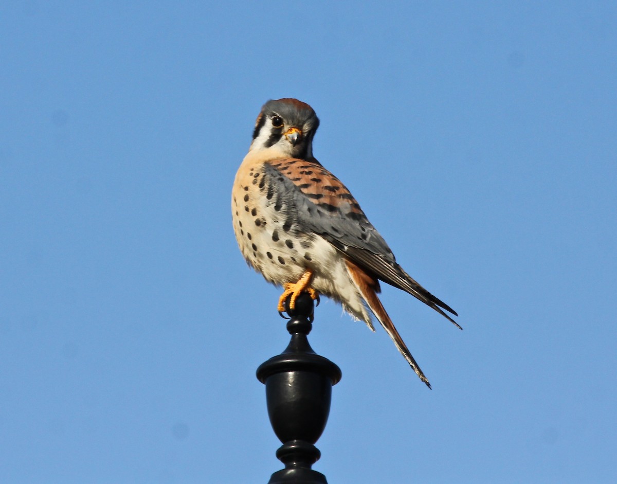 American Kestrel - ML70304091