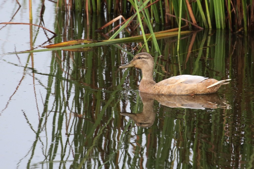 Mallard - Maurice Raymond