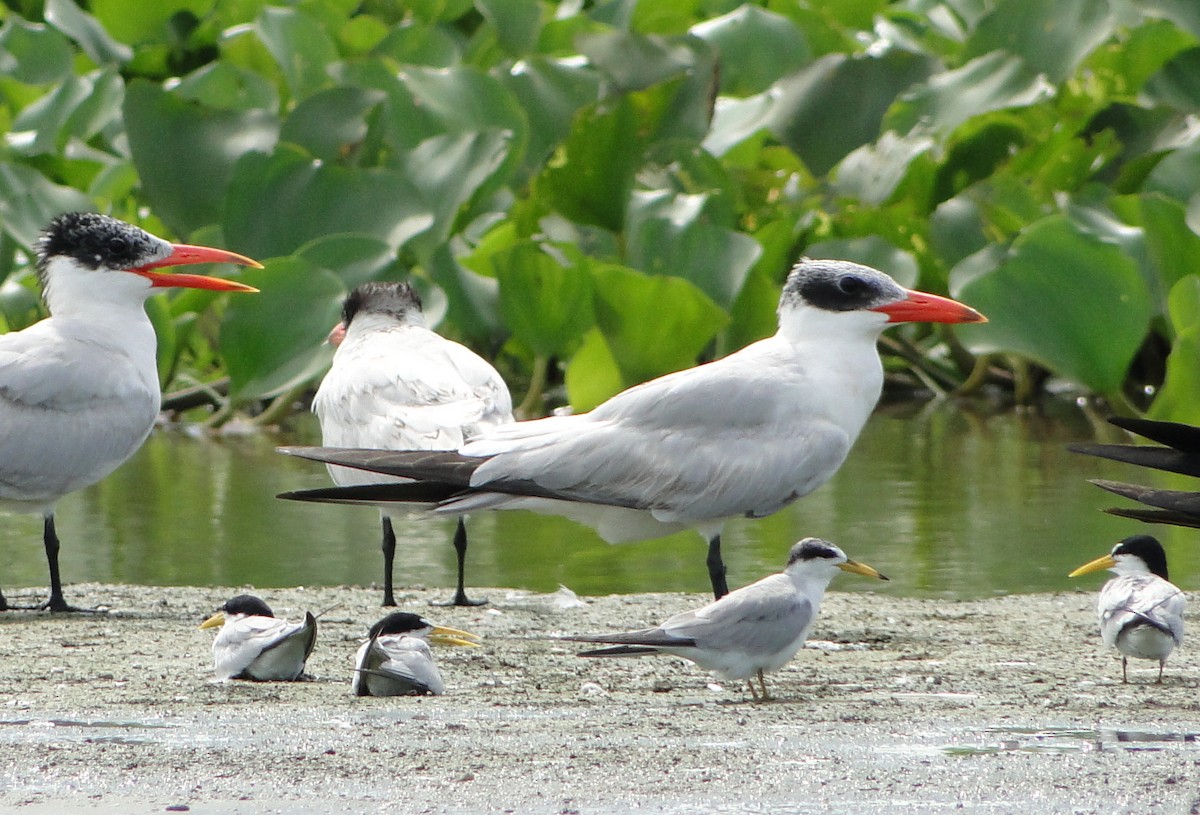 Least Tern - ML703065