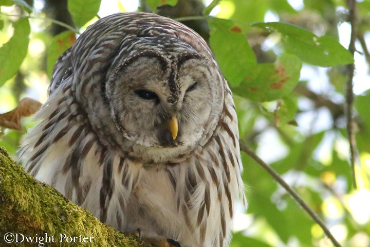 Barred Owl - Dwight Porter