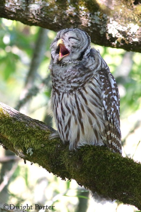 Barred Owl - ML70308501