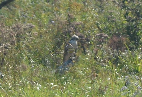 Red-shouldered Hawk - ML70309741