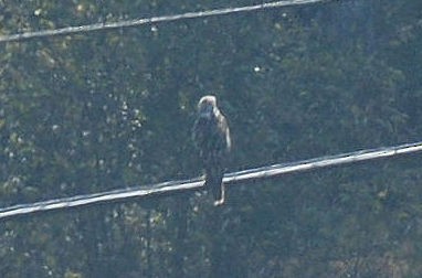 Red-shouldered Hawk - ML70309781