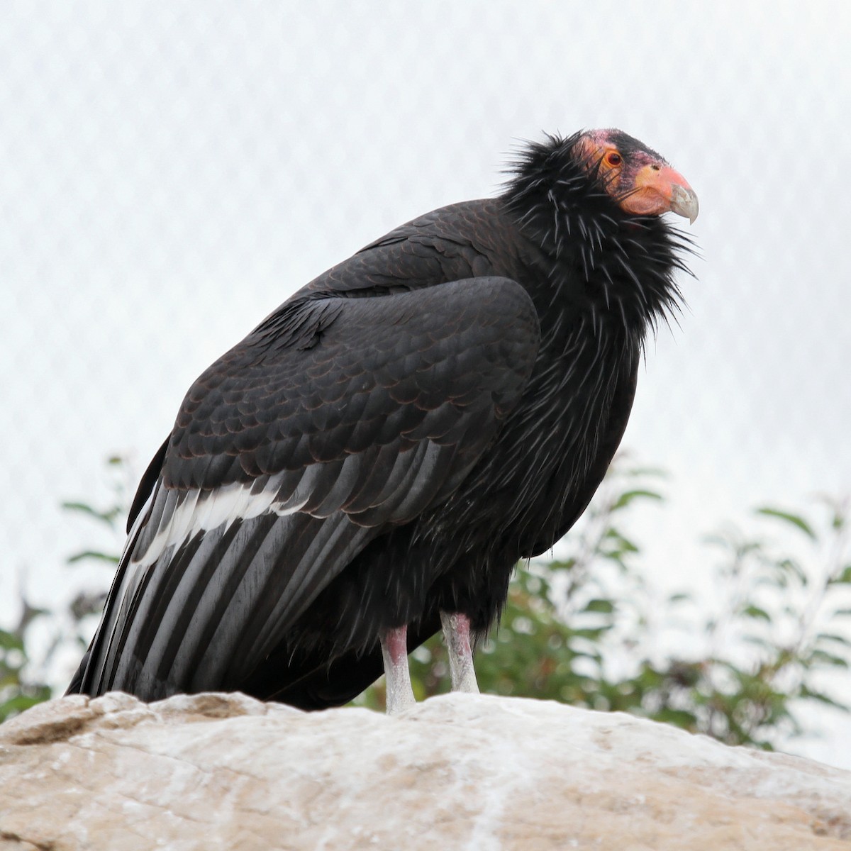 California Condor - Ian K Barker