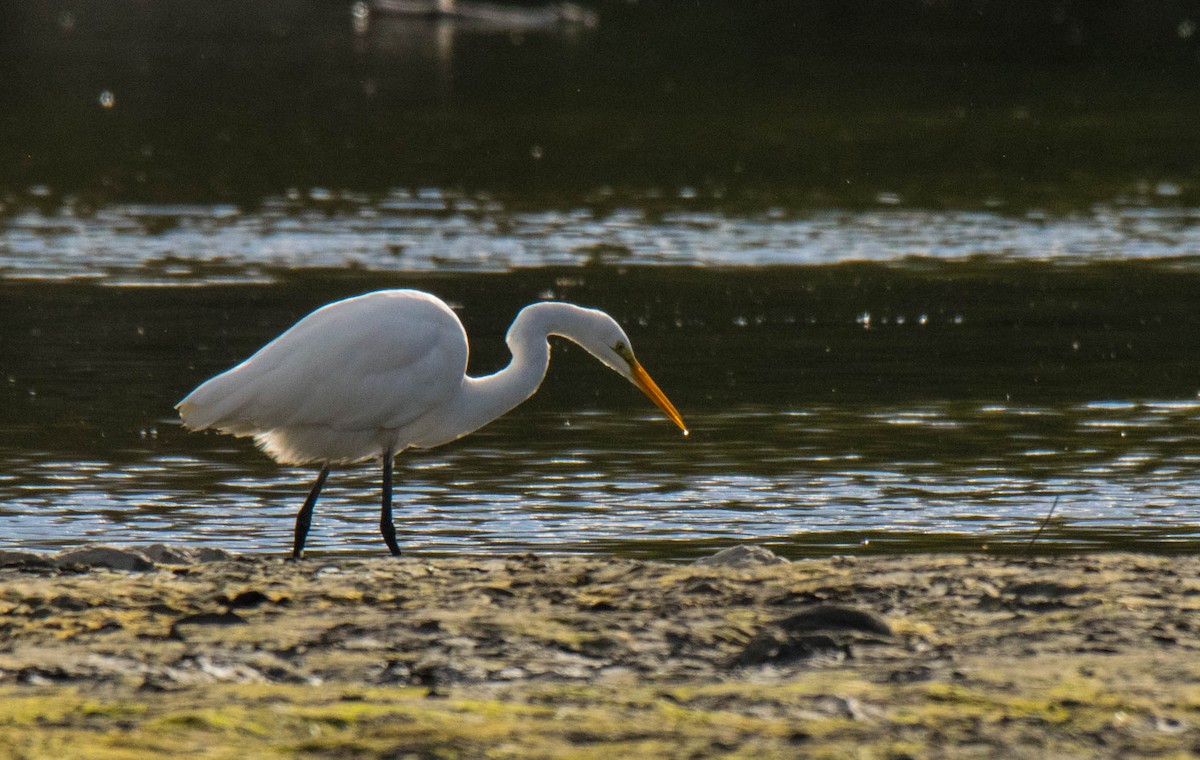 Great Egret - ML70313251