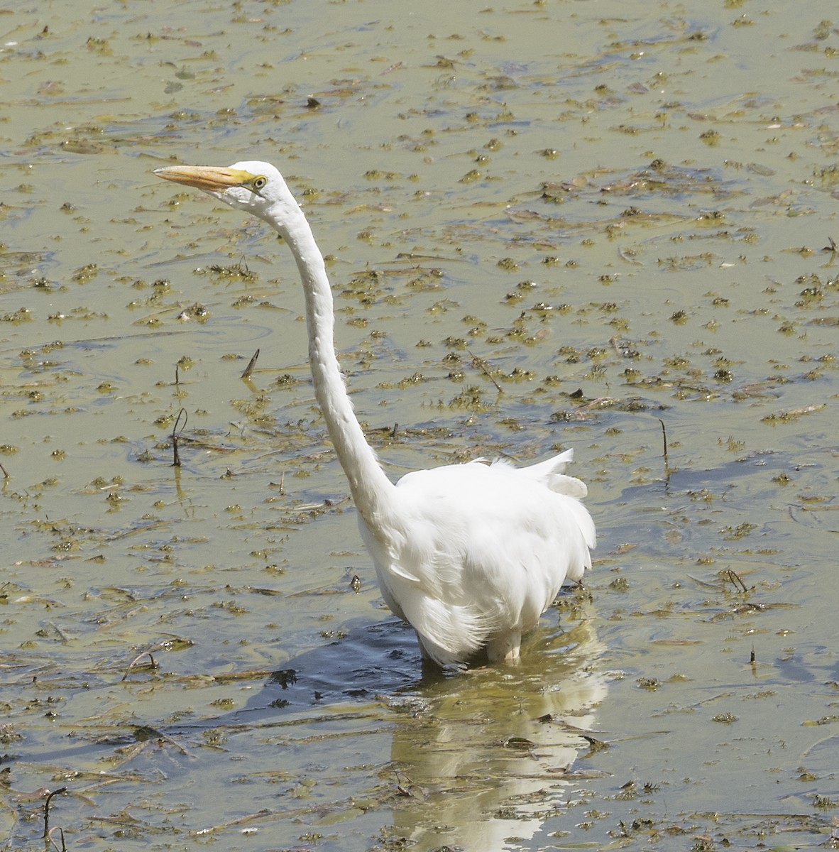 Great Egret - ML70314521