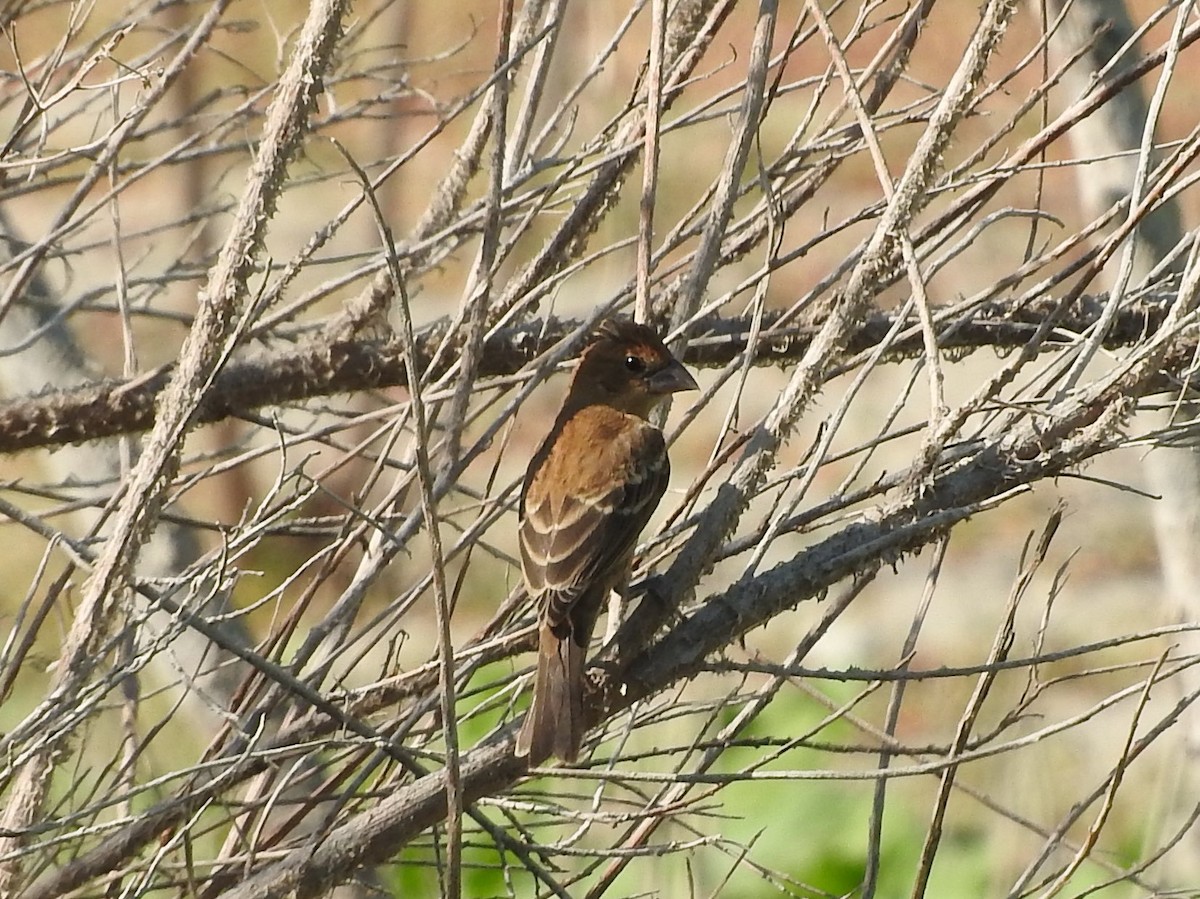 Blue Grosbeak - ML70314621