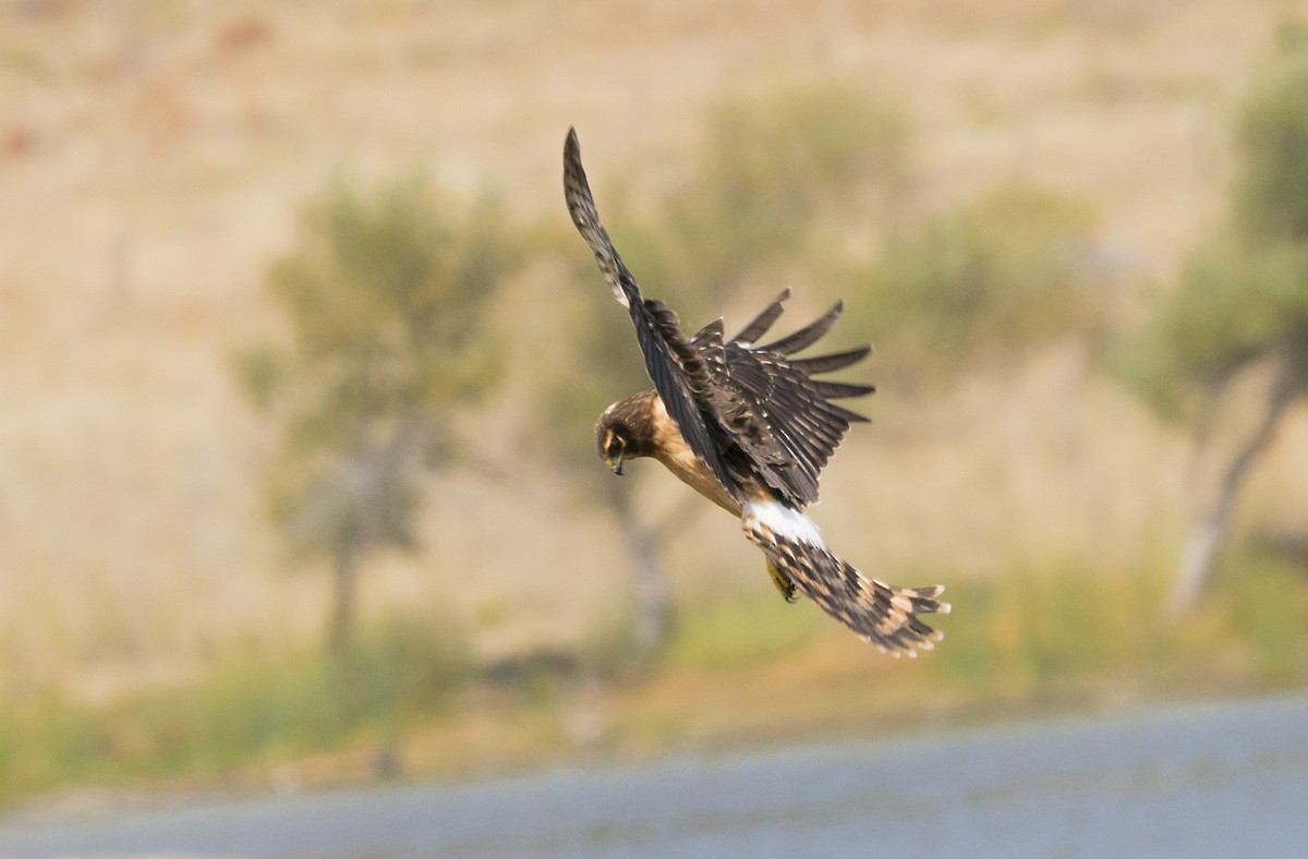 Northern Harrier - ML70314691