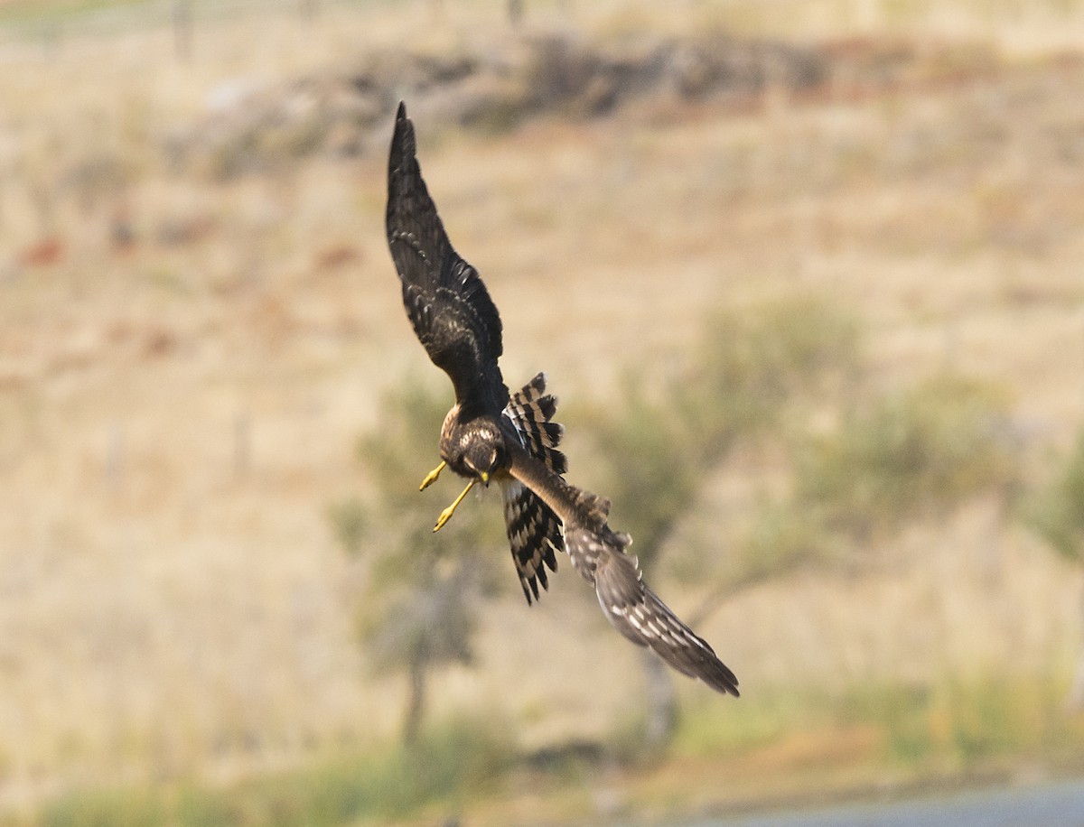 Northern Harrier - ML70314701