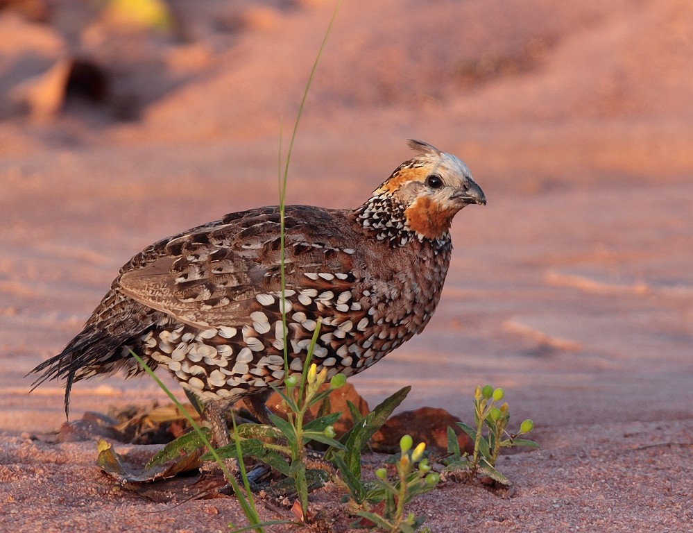 Crested Bobwhite (Crested) - ML703154