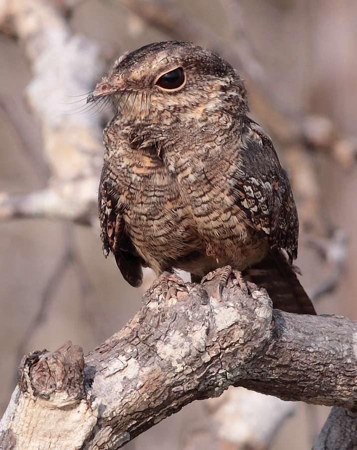 Ladder-tailed Nightjar - Anselmo  d'Affonseca