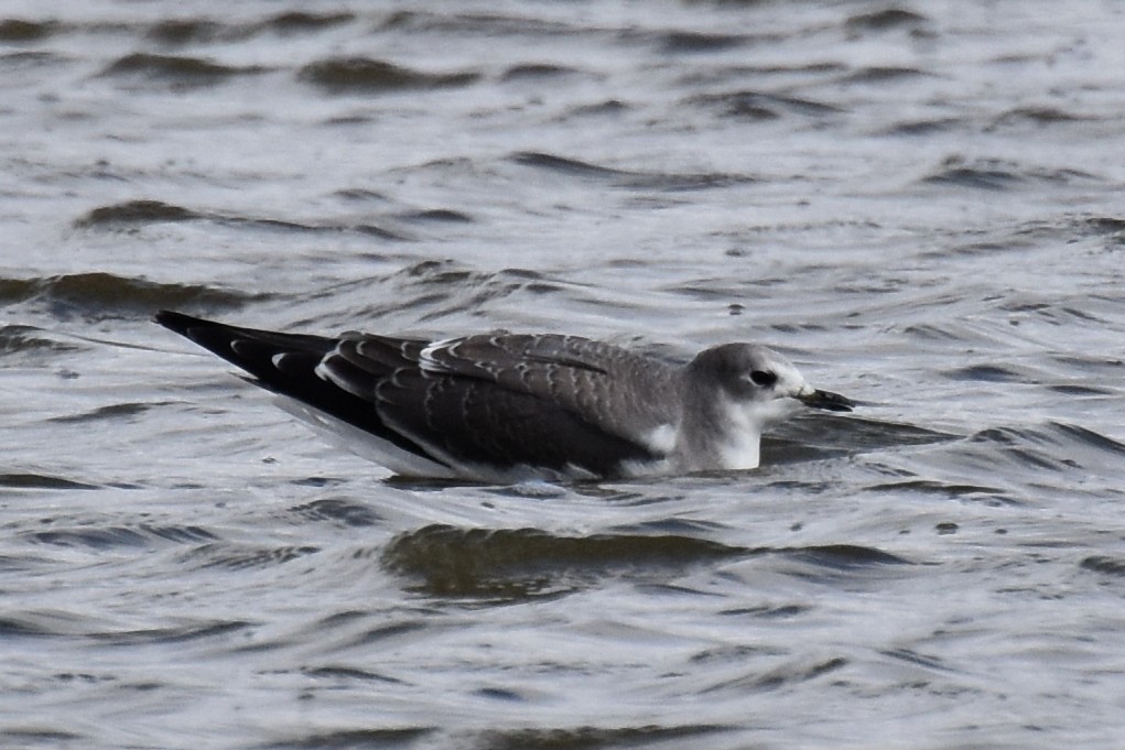 Sabine's Gull - Nick Moore