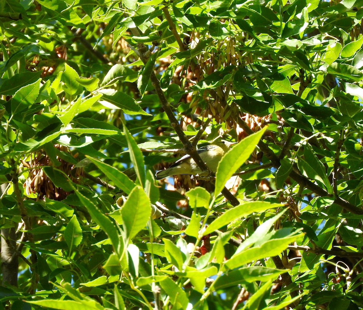 Bay-breasted Warbler - ML70316611
