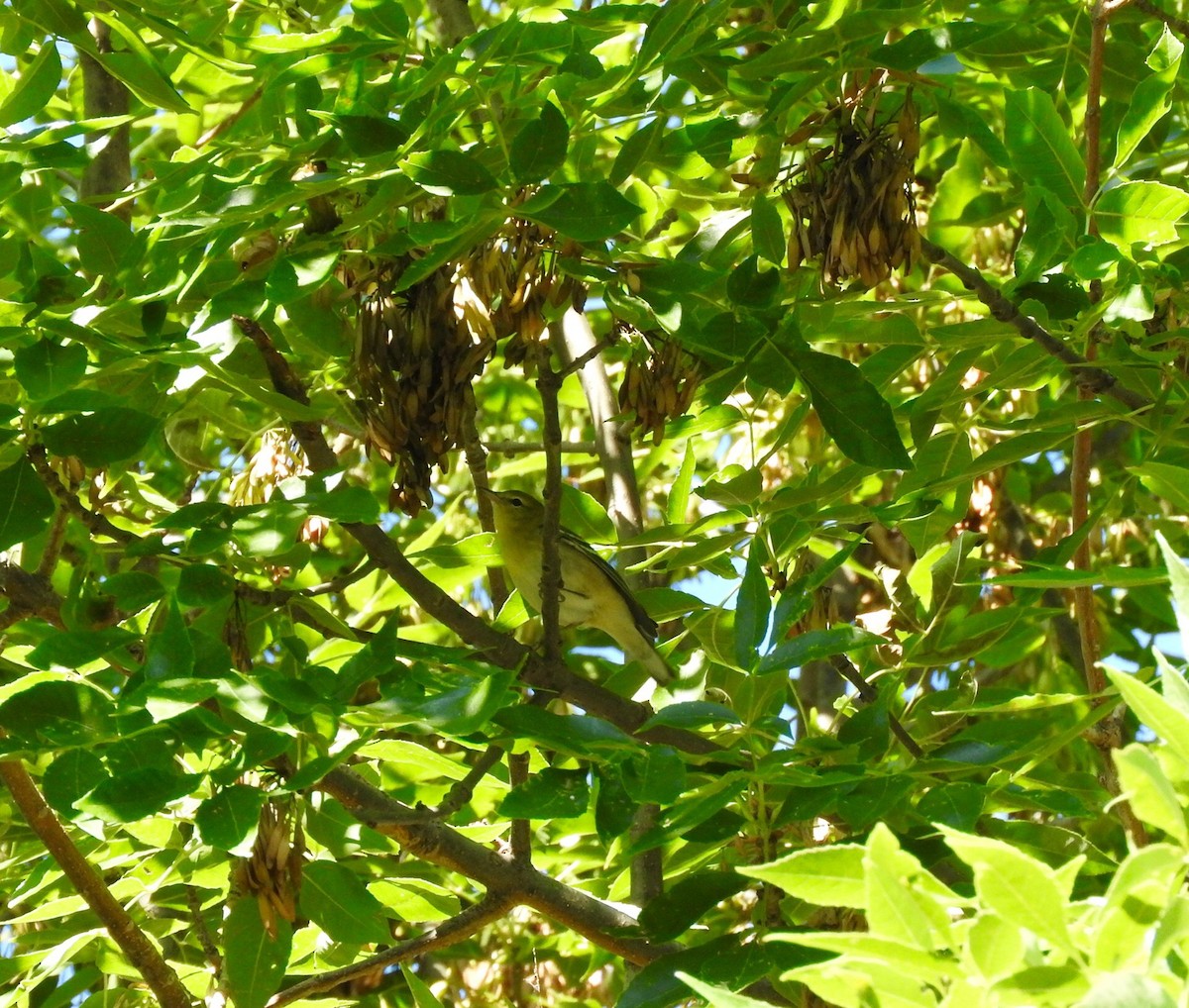 Bay-breasted Warbler - ML70316621