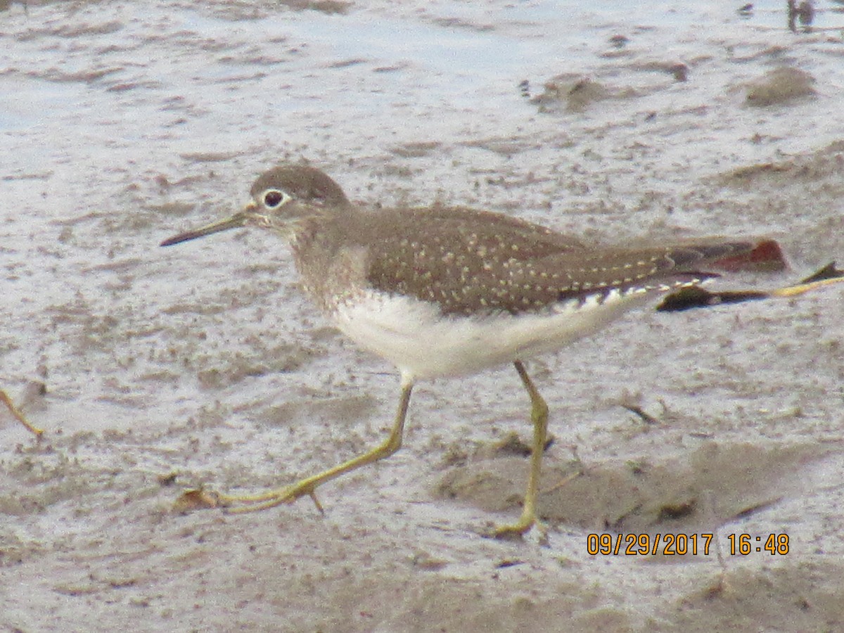 Solitary Sandpiper - ML70316841