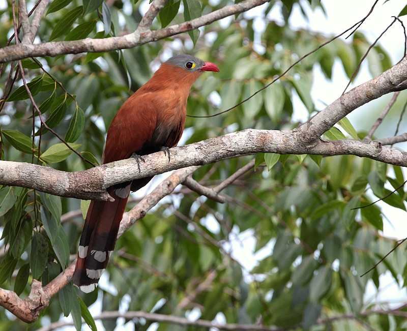 Black-bellied Cuckoo - Anselmo  d'Affonseca