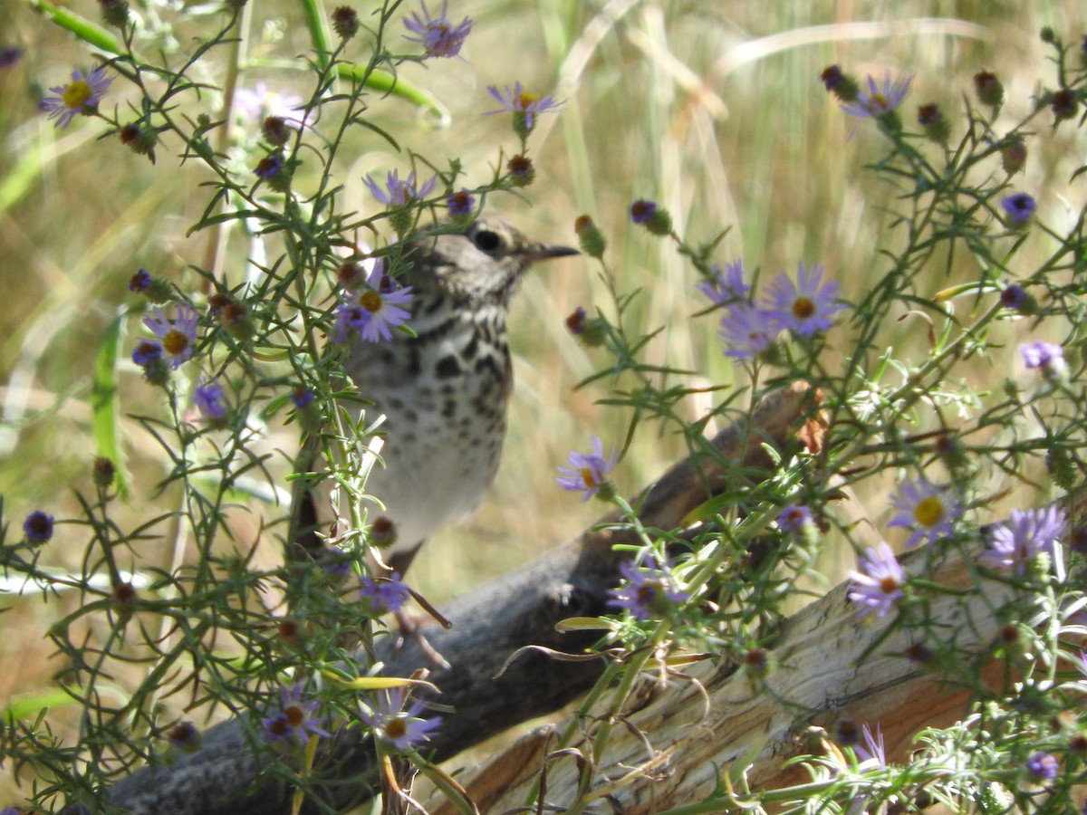 Swainson's Thrush - ML70318401