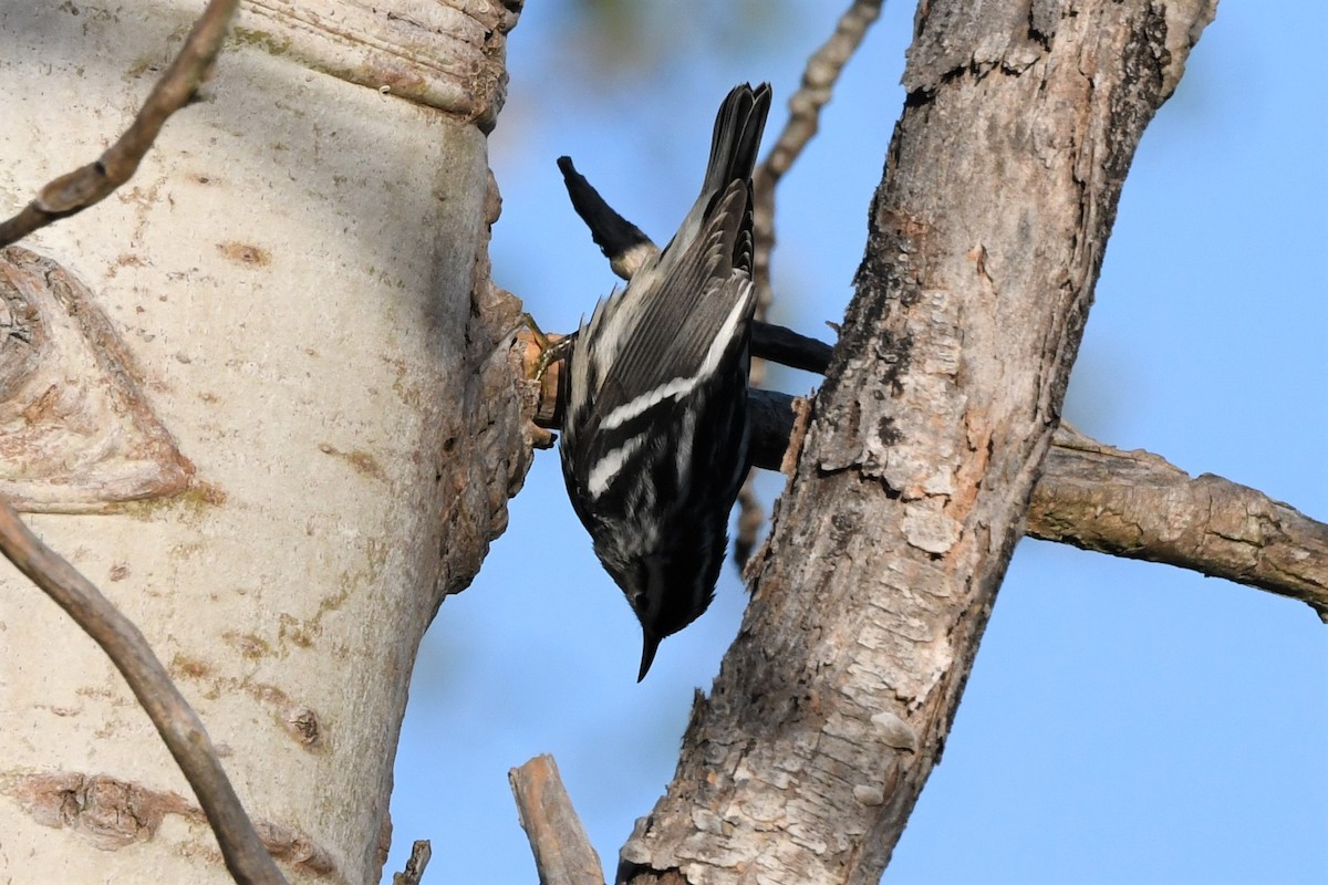 Black-and-white Warbler - ML70318501