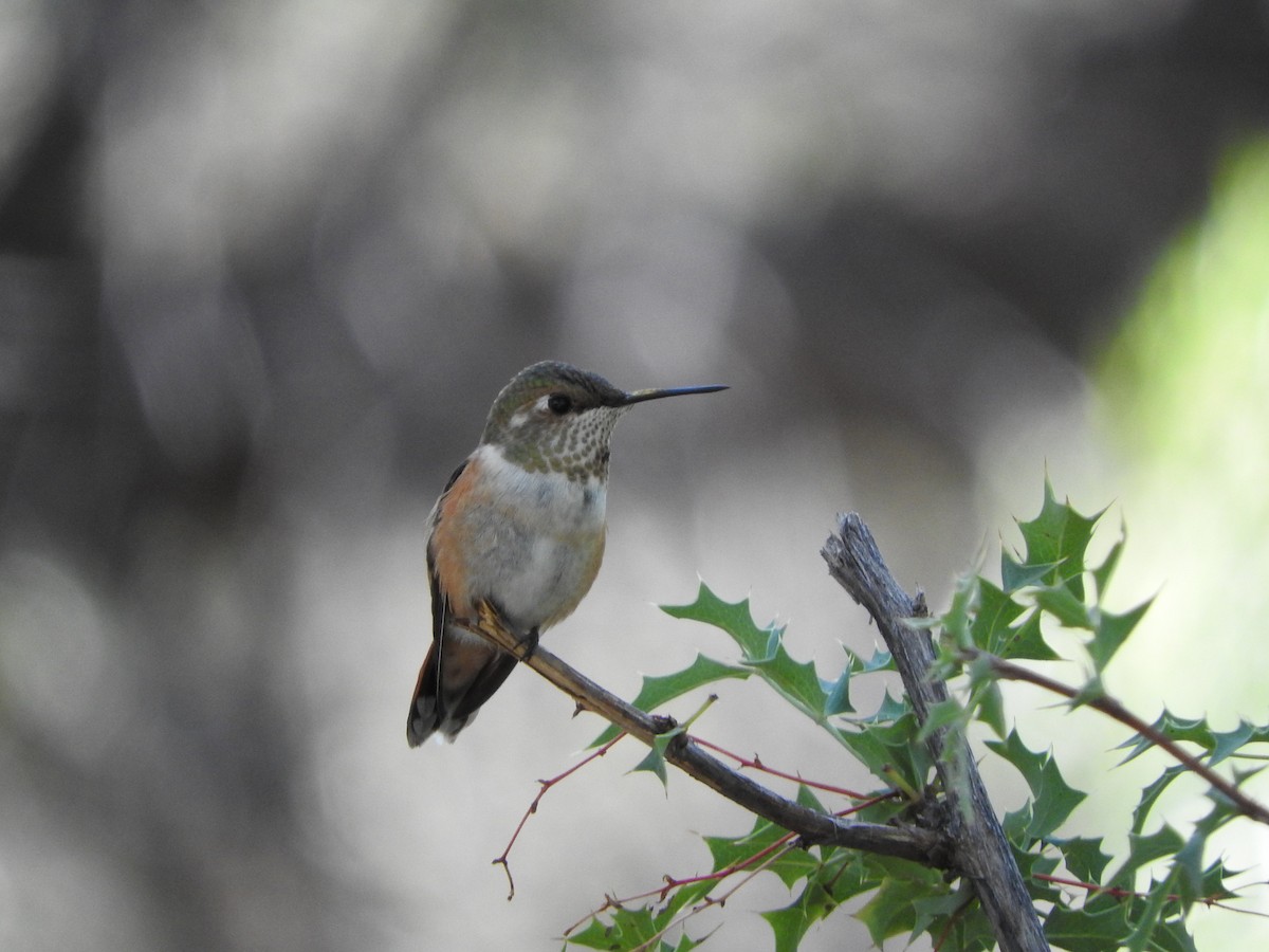 Rufous Hummingbird - ML70318681