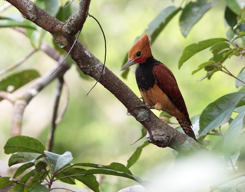 Schwarzbrustspecht (torquatus) - ML703187