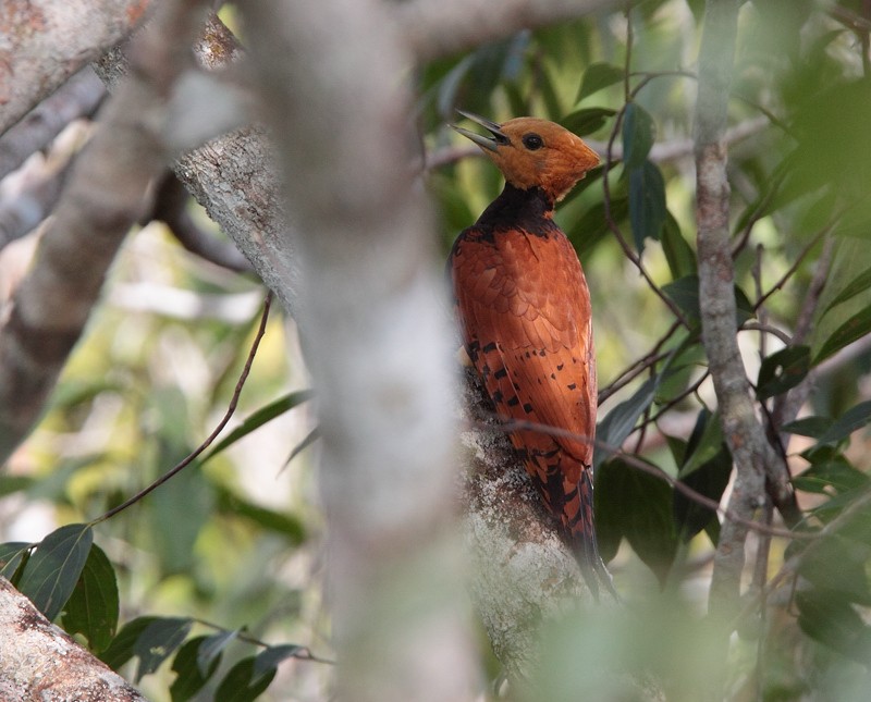 Ringed Woodpecker (Ringed) - ML703188