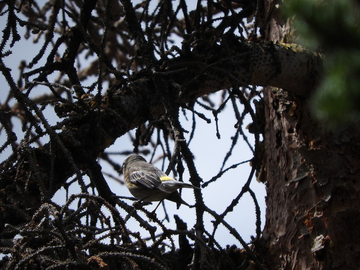 Yellow-rumped Warbler - ML70319151