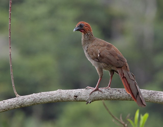 Variable Chachalaca - ML703194