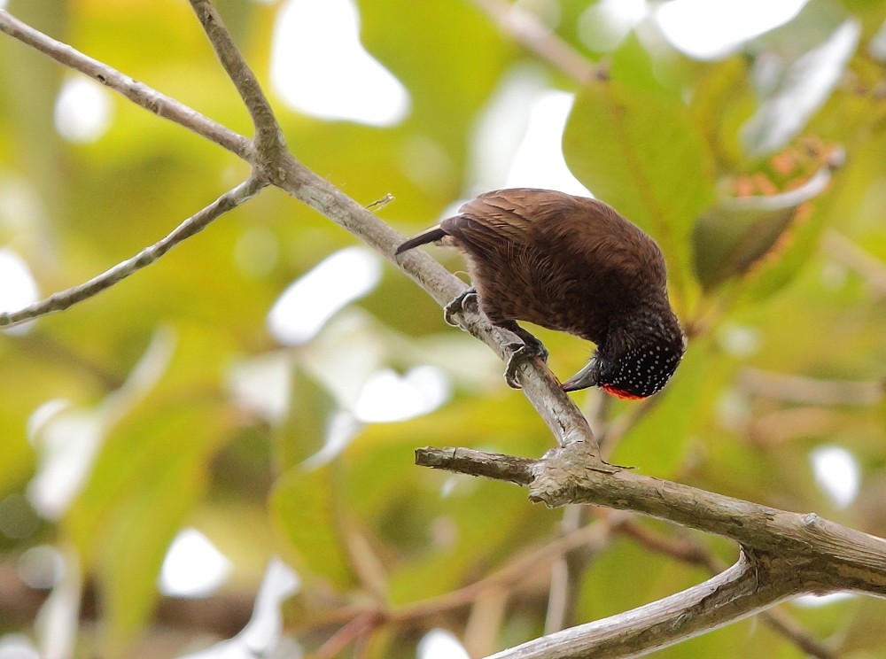 Varzea Piculet - Anselmo  d'Affonseca