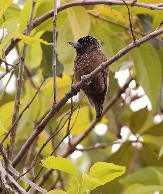 Varzea Piculet - ML703197