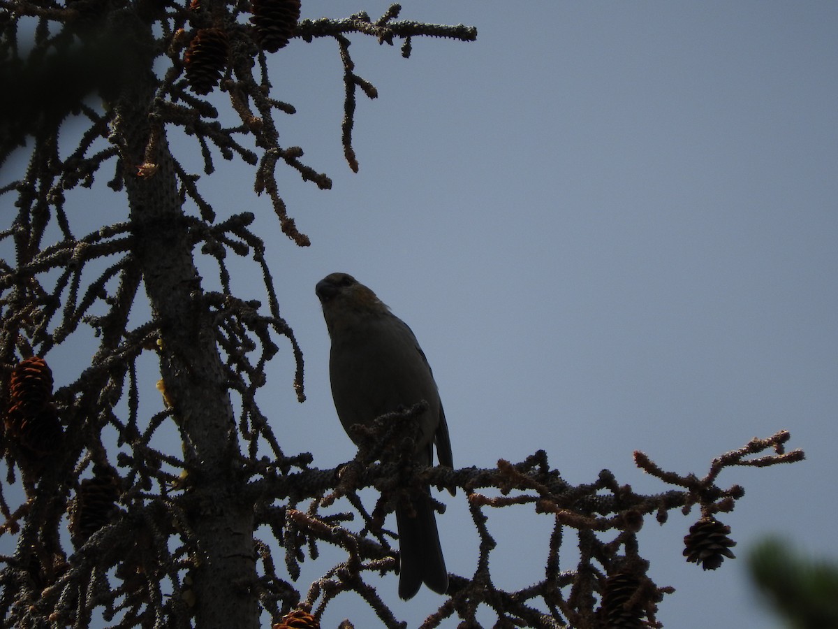 Pine Grosbeak - ML70320131