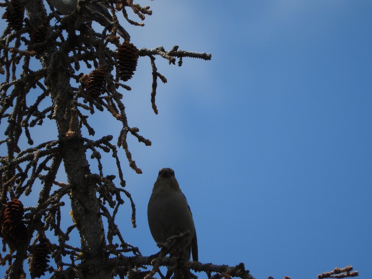 Pine Grosbeak - ML70320151