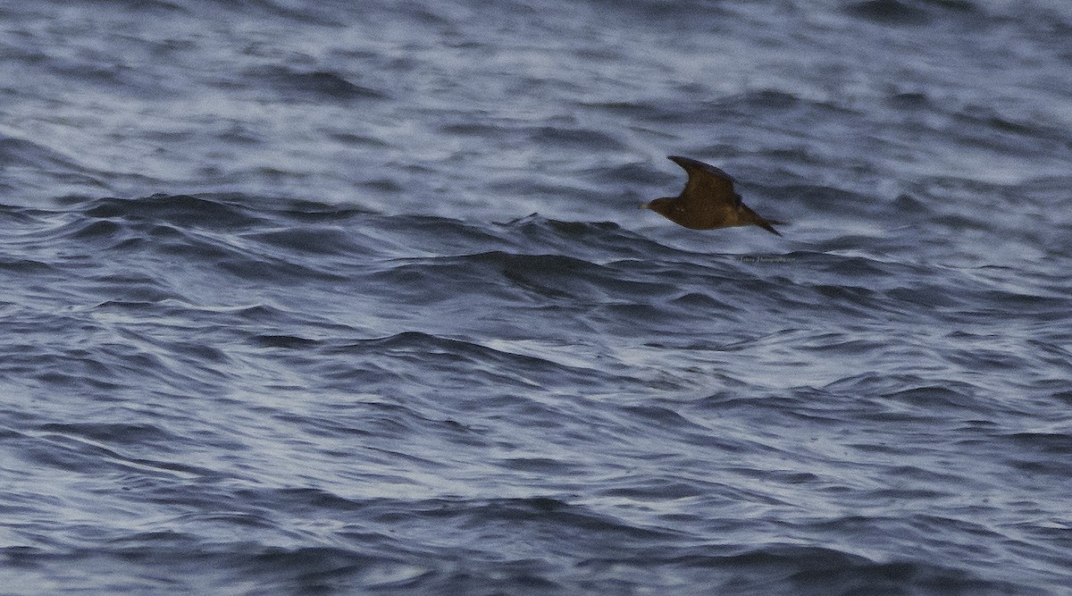 Parasitic Jaeger - ML70320611