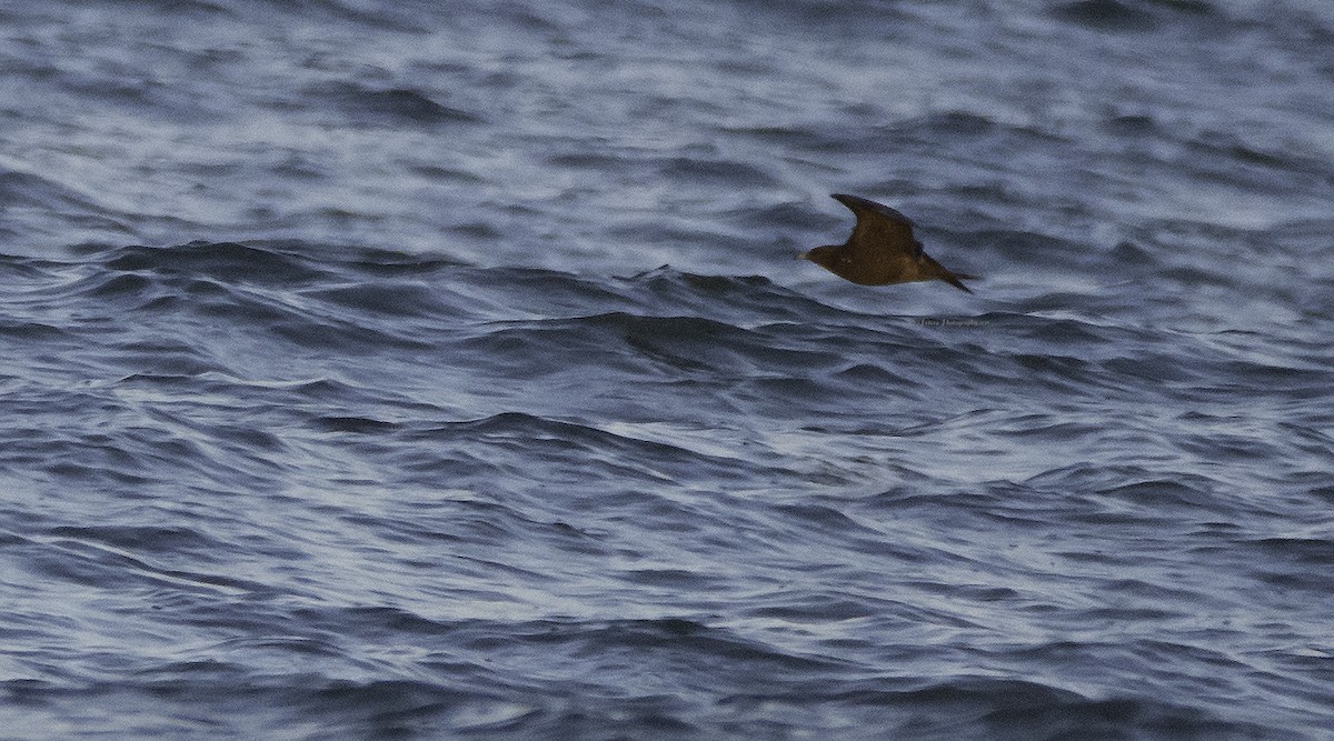 Parasitic Jaeger - ML70320611
