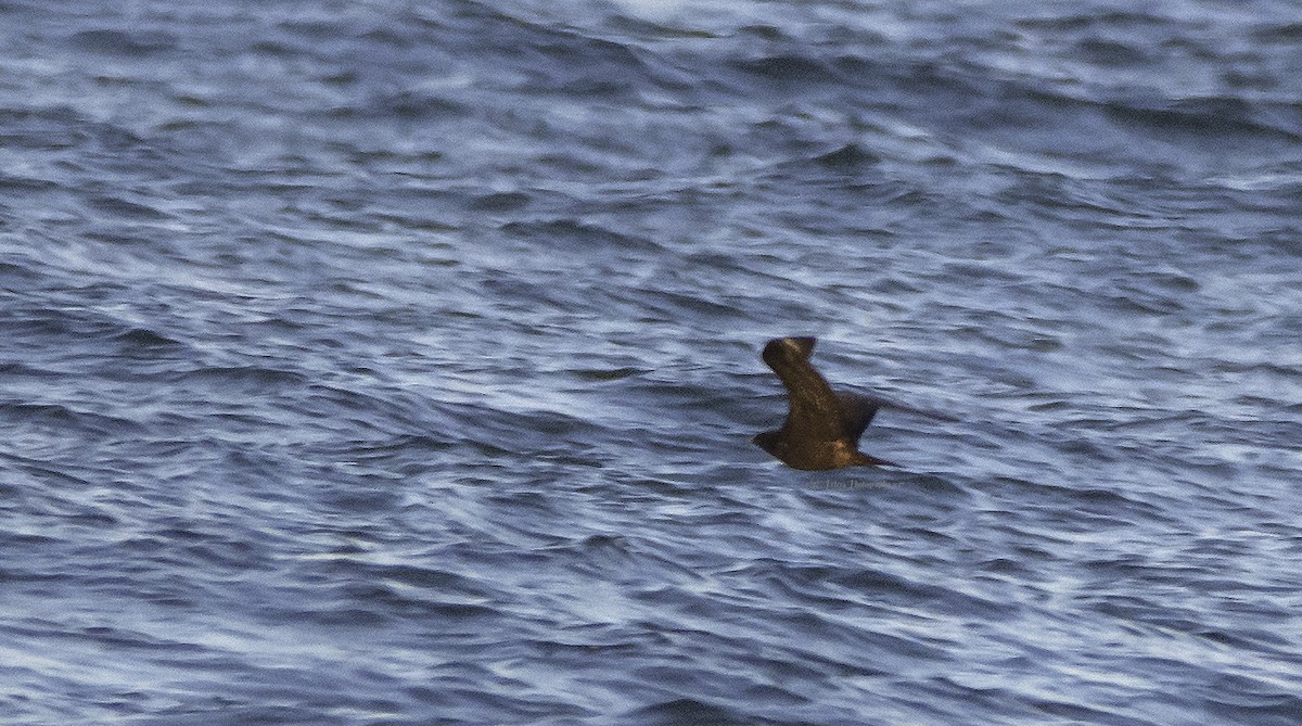 Parasitic Jaeger - ML70320621