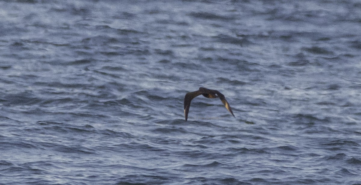 Parasitic Jaeger - ML70320631