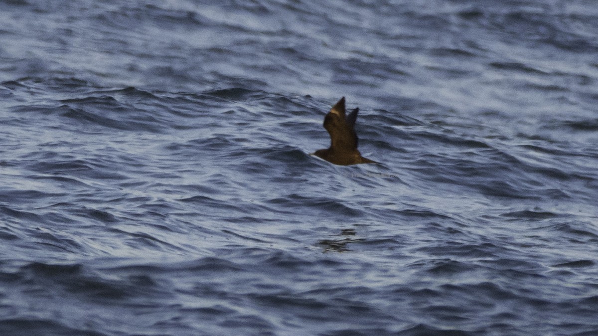 Parasitic Jaeger - ML70320641