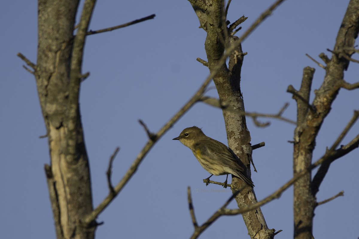 Yellow-rumped Warbler - Christine Peters