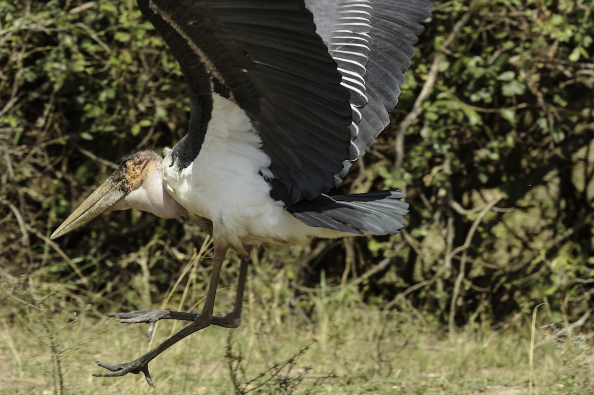 Marabou Stork - Robert Johnson