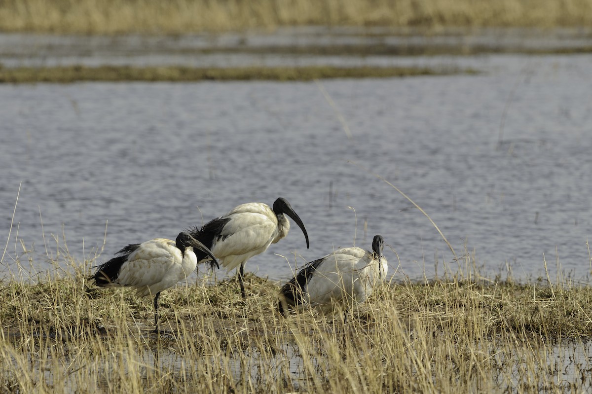 African Sacred Ibis - ML70321481