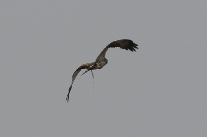 Black-chested Snake-Eagle - Robert Johnson