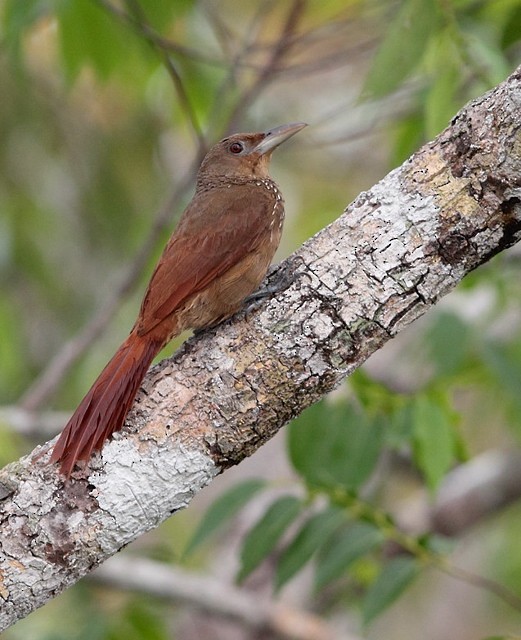 Cinnamon-throated Woodcreeper - Anselmo  d'Affonseca